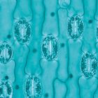 Leaf Epidermis Microscope Slides (sedum, lilium, allium), w.m.
