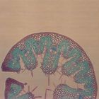 Beach Grass Leaf, c.s., 12 &#181;m Microscope Slide
