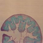 Beach Grass Leaf Cs 12 Um Microscope Slide