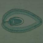 Bean Pod, c.s., 12 &#181;m Microscope Slide