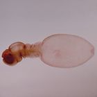 Cestodes (Tapeworms) Microscope Slides