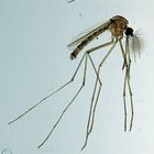 Culex (Mosquito) Microscope Slides, w.m.