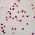 Pine Mature Pollen, w.m. Microscope Slide