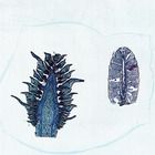 Male and Female Pine Cones, l.s., 12 &#181;m Microscope Slide
