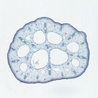 Collenchyma Tissue, c.s., 12 &#181;m Microscope Slide