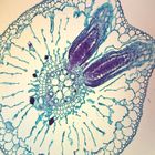 Lateral Root Origin, c.s., 12 &#181;m Microscope Slide