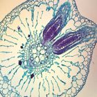 Lateral Root Origin Cs 12 Um Microscope Slide