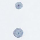 Buttercup (Ranunculus) Root Microscope Slides