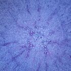 Carrot Taproot, c.s., 12 &#181;m Microscope Slide