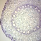 Corn Prop Root, c.s., 12 &#181;m Microscope Slide