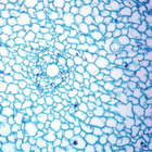 Elodea Root, c.s., 12 &#181;m Microscope Slide