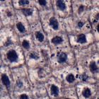 Narcissus Mitochondria, l.s., 10 &#181;m Microscope Slide