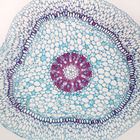 Orchid Aerial Root, c.s., 12 &#181;m Microscope Slide