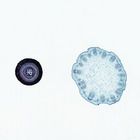 Herbaceous and Woody Dicot Stems, c.s., 12 &#181;m Microscope Slide