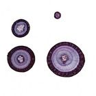 Woody Dicot Stem Microscope Slides (Basswood)