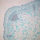 Coleus Stem, c.s., 12 &#181;m Microscope Slide