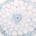 Elodea Stem, c.s. Microscope Slide
