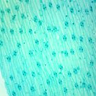 Monocot Leaf Epidermis, w.m., Onion Microscope Slide