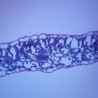 Carnation Leaf, c.s., 12 &#181;m Microscope Slide