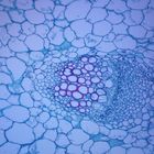 Lettuce Leaf, c.s., 12 &#181;m Microscope Slide