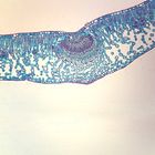 Dicot Leaves Microscope Slides (lilac, maple, oleander, privet),c.s., 12 µm