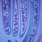 Buttercup Flower Bud, l.s., 12 &#181;m Microscope Slide