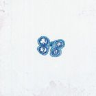 Lily Anther, Pollen Tubes, Ovulary Microscope Slides (Monocot Flowers)