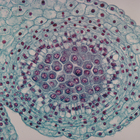 Lily Anther, Sprogenous, cross section, Microscope Slide