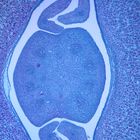 Castor Bean Seed, c.s., 12 &#181;m Microscope Slide