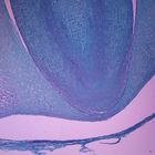 Castor Bean Seed, l.s., 12 &#181;m Microscope Slide