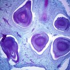 Cucumber Fruit (Cucumis), cross section, Microscope Slide