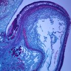Maple Fruit, c.s., 12 &#181;m Microscope Slide
