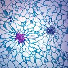 Pear Fruit (Pyrus), cross section, Microscope Slide