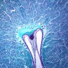 Wheat Grain (Triticum), cross section, Microscope Slide
