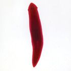 Turbellarians (Planaria) Microscope Slides