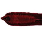 Trematodes (Flukes) Microscope Slides, w.m.