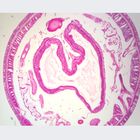 Earthworm Microscope Slides,c.s.10 µm, H&E