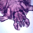 Dermacentor Variabilis, w.m., Microscope Slide