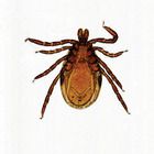Arachnids (Ticks) Microscope Slides, w.m.