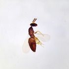 WOWBug, w.m. Microscope Slide