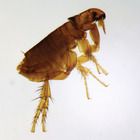 Ctenocephalides, w.m. Microscope Slide