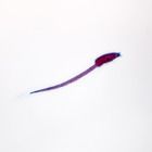 Ascidian Swimming Tadpole Wm Microscope Slide