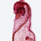 Ecteinascidia, w.m. Microscope Slide