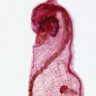 Ecteinascidia Wm Microscope Slide