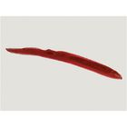 Amphioxus (Cephalochordates) Microscope Slides