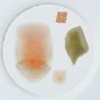 Fish Scale Types, w.m. Microscope Slide
