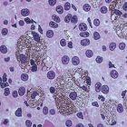 Amphiuma Liver, sec. 7 &#181;m H&E Microscope Slide