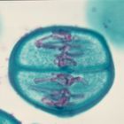 Mitosis And Meiosis Microscope Slide Sets