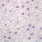 Mitosis and Meiosis Individual Microscope Slides