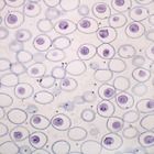 Mitosis And Meiosis Individual Microscope Slides